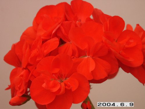 Ashfield Monarch - Zonalpelargoner.